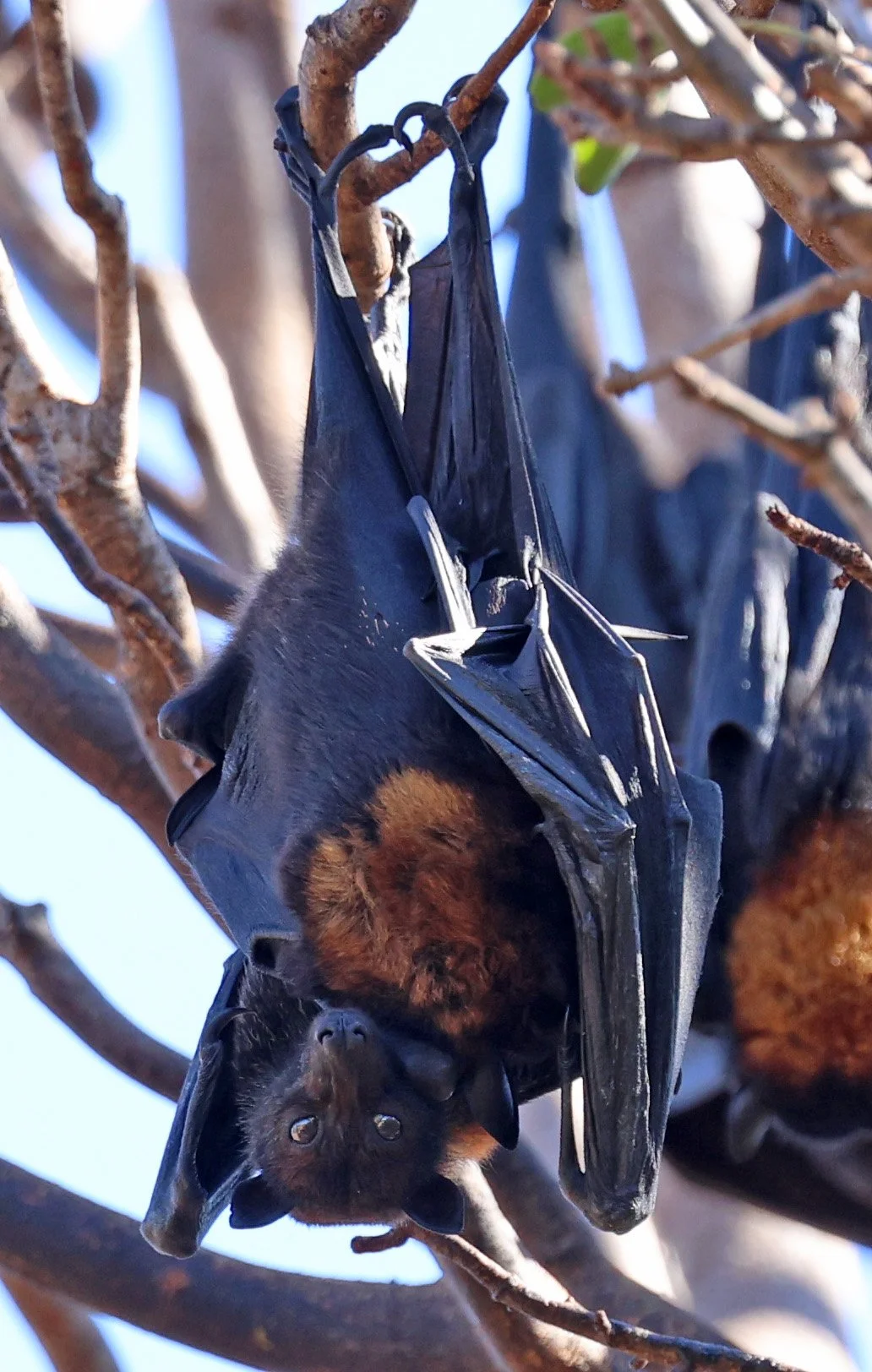 Genus Pteropus - Australian Flying Foxes — Coke Smith Wildlife